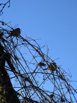 Pair of little round birds silhouette with the sky in the background