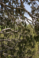 Green coniferous trees in Cupressaceae, cypress family. Wild plant, natural background. Thuja tree branches.