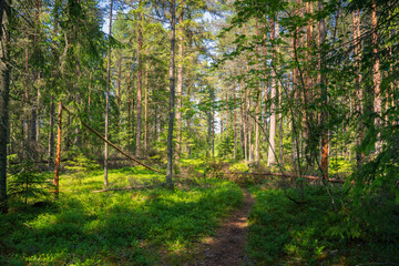 Evergreen Forest Landscape with Diagonal Fallen Pine. Serene Wilderness Scene with Sunlight Filtering Through Trees.