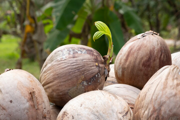 Coconut sprouted young green palm tree close-up