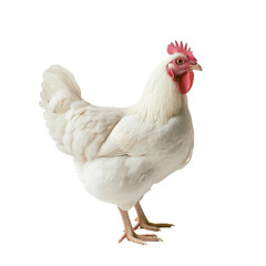 Fototapeta premium rooster isolated on white background