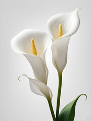 Photo of an elegant calla lily with a solid white background
