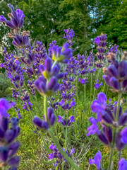 Fototapeta premium Lavender fields in the Appalachian Mountains