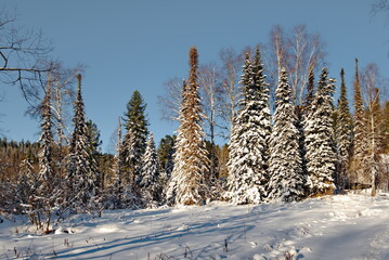 Russia. The South of Western Siberia, the Altai Mountains. View of snow-covered taiga trees illuminated by the setting sun near the village of Kebezen on the way to Teletskoye Lake.