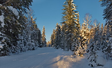 Russia. The South of Western Siberia, the Altai Mountains. View of snow-covered taiga trees illuminated by the setting sun near the village of Kebezen on the way to Teletskoye Lake.