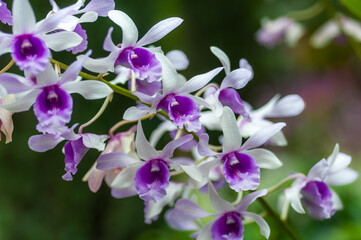 Exquisite white Dendrobium orchids in full bloom, adding a touch of tropical elegance to your...