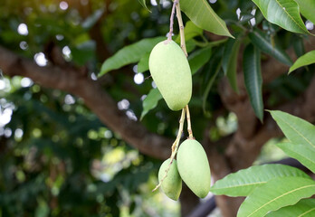 bunch of young mangoes on the tree. Soft and selective focus.