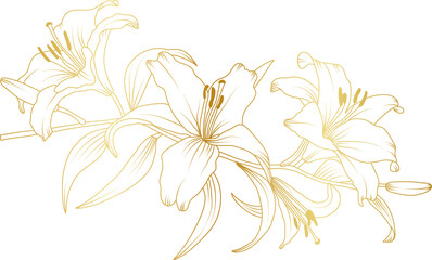 Luxury Lily flowers gold line art illustration