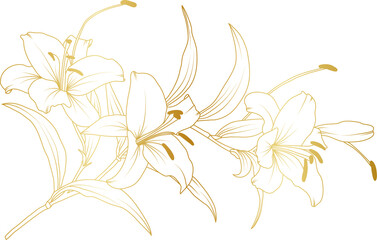 Luxury Lily flowers gold line art illustration