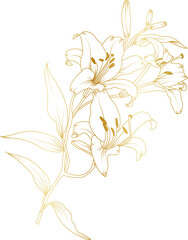 Luxury Lily flowers gold line art illustration