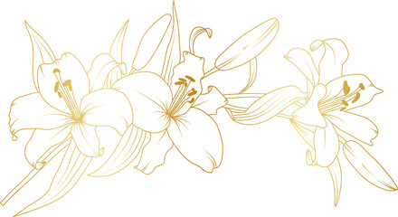 Luxury Lily flowers gold line art illustration