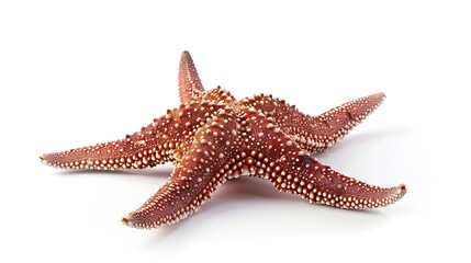 starfish brown isolated on a white background Closeup Side view : Generative AI