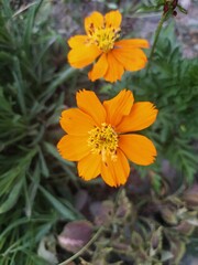 orange flowers in the garden,Cosmos sulphureus ,sulfur cosmos ,yellow cosmos .