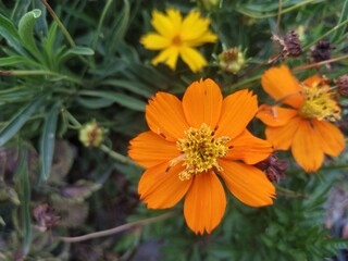 Cosmos sulphureus ,sulfur cosmos ,yellow cosmos , orange cosmos.