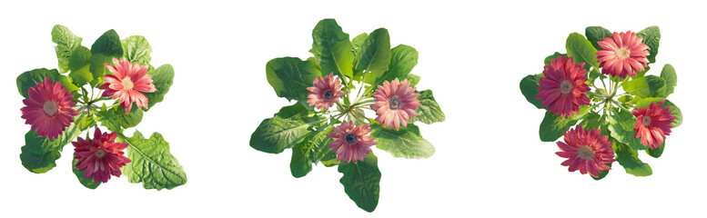 Gerbera jamesonii plant plan, top view 4k png cutout isolate