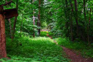 forest path blocked by fallen trees, creating an obstacle to further passage, showcasing the raw beauty and challenges of woodland exploration