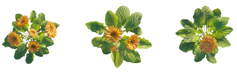 Gerbera plant top view plan 4k png cutout isolate 