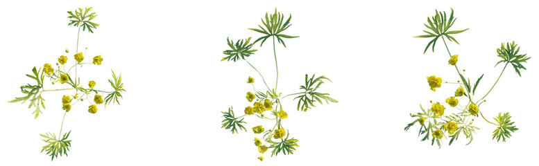 Ranunculus plant top view plan 4k png cutout isolate