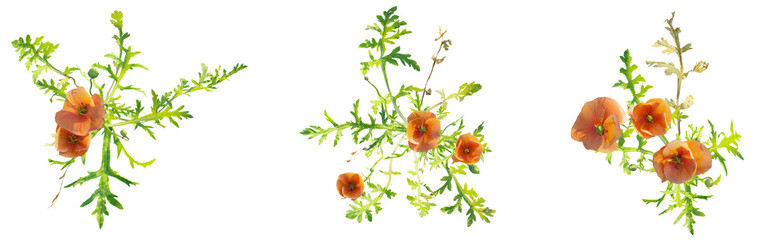 Papaver dubium plant top view plan 4k png cutout isolate