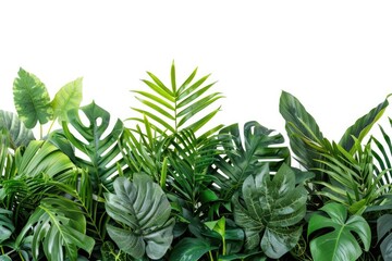 Tropical plant leaves arrangement on white background.