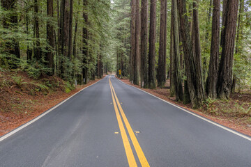 Highway going through Redwood national park