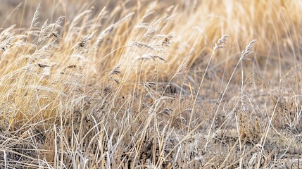 Fototapeta premium Dry pampas grass field close up texture and natural background : Generative AI