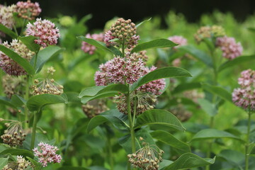 Asclepias syriaca. Green flower buds of a common milkweed.