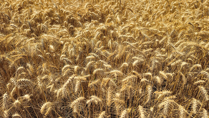 Golden field with ripe rye before harvest, close-up natural background