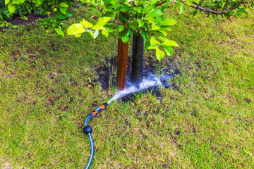 Close-up of a garden hose watering an apple tree on the lawn. Sweden.