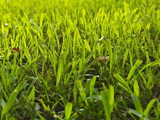 green grass background