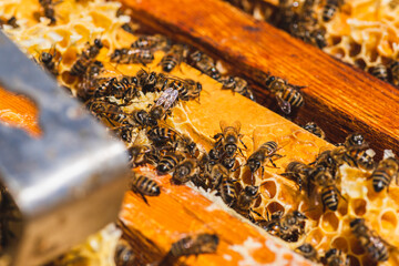 Bees in a hive on a honeycomb