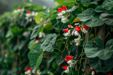 Obraz premium In a tranquil garden corner, vibrant holly berries glisten against a backdrop of lush green leaves.