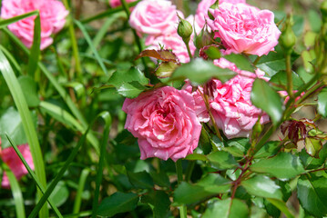 Blooming rose flower buds on a background of green leaves.