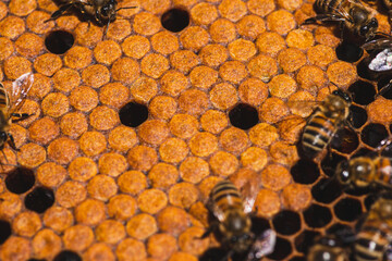 Bees in a hive on a honeycomb