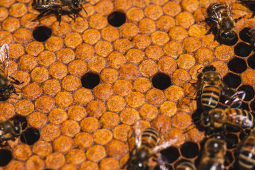 Bees in a hive on a honeycomb