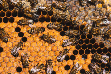 Bees in a hive on a honeycomb