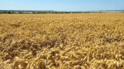 Golden cereal field with ears of rye or wheat, Agriculture farm and farming concept