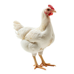 Fototapeta premium chicken isolated on white