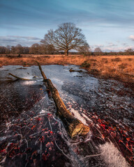 frozen pond in late autumn
