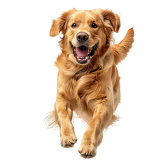 Obraz premium golden retriever dog
