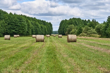 Łąki z świeżym sianem, dolina rzeki Noteć, Europa, Polska
