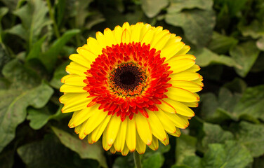 Flower Photography in Holambra