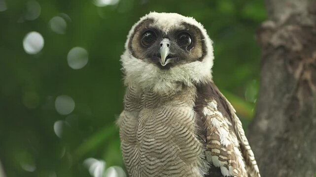 true owl, typical owl, Strigidae tropical bird specie form Asia	

