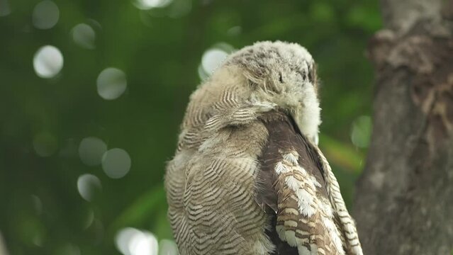 true owl, typical owl, Strigidae tropical bird specie form Asia	

