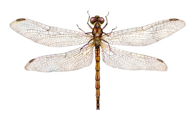 Watercolor dragonfly Vagrant darter or Common darter (Sympetrum vulgatum) isolated on white background. Hand drawn painting insect illustration.