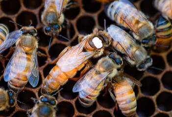 Queen honey bee marked white on a frame 