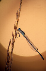Damselfly on wheat in front of sunrise