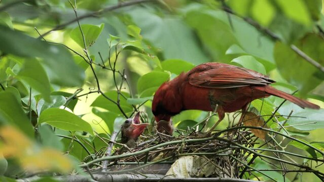 A male northern cardinal or red cardinal (Cardinalis cardinalis) feeds the chicks in the nest.