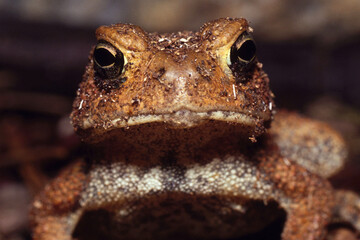 American Toad Looking Into Camera