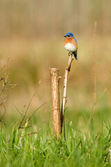 Eastern Bluebird